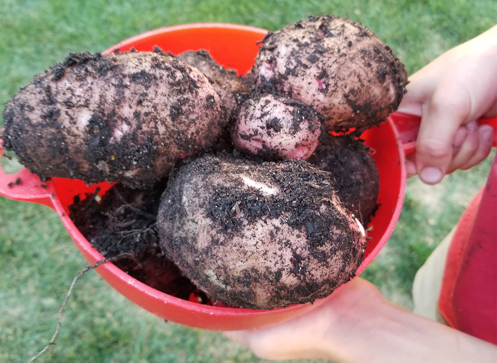 Home grown potatoes covered in dirt - Gardening with grandkids lessons - The Grandkid Connection