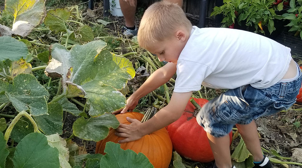 Little boy picking a large pumpkin from the garden - Gardening with kids lessons - The Grandkid Connection