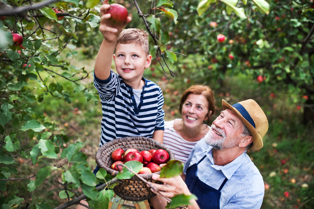 A child on a ladder picking apples while his grandparents stand below smiling at him - Back to School - The Grandkid Connection